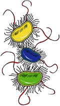 Bactéries